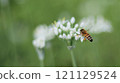 Nira flowers and honeybees 121129524