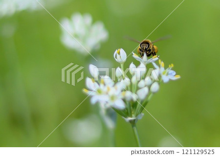 Nira flowers and honeybees 121129525