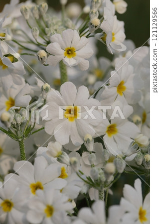 Yunnan primrose flower Yunnan primrose flower 121129566