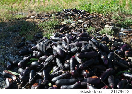 Discarded eggplant Discarded eggplant 121129600