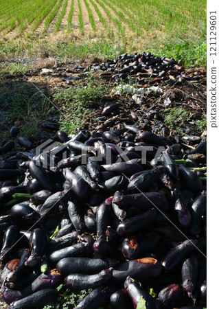 Discarded eggplant Discarded eggplant 121129601
