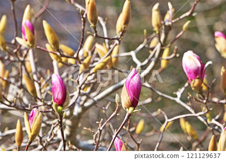 Purple-red magnolia flowers (spring, March) Purple-red magnolia flowers (spring, March) 121129637