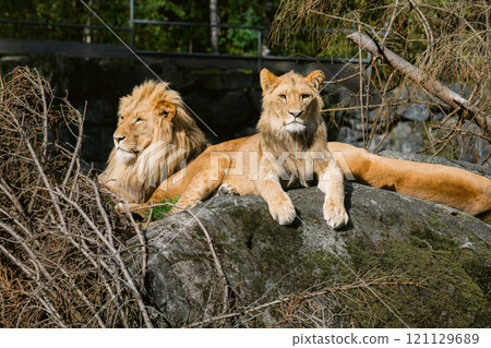 Portrait of two lions resting side by side on a rock Portrait of two lions resting side by side on a rock 121129689
