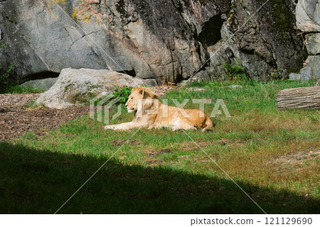 Portrait of a lion resting prone in grass Portrait of a lion resting prone in grass 121129690