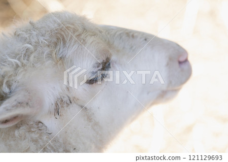 柔和光線下羊的側面肖像 121129693