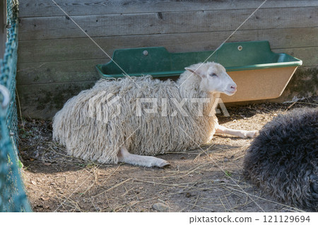 Portrait of a sheep lying down in a pasture with its natural coat 121129694