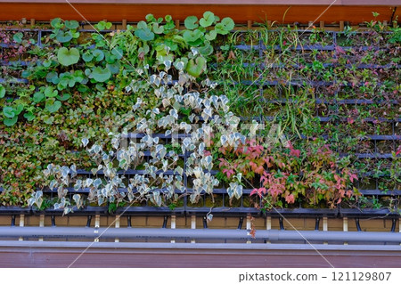 秋天窗戶上的綠色窗簾 121129807