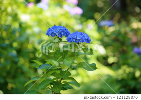 繡球花水晶 121129870