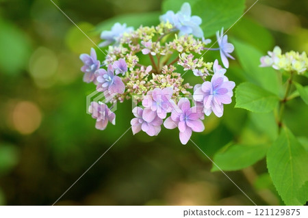 繡球花 121129875