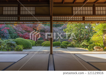 Autumn in Kyoto: Shisendo Temple: A garden of autumn leaves seen from the Shoin Autumn in Kyoto: Shisendo Temple: A garden of autumn leaves seen from the Shoin 121129916