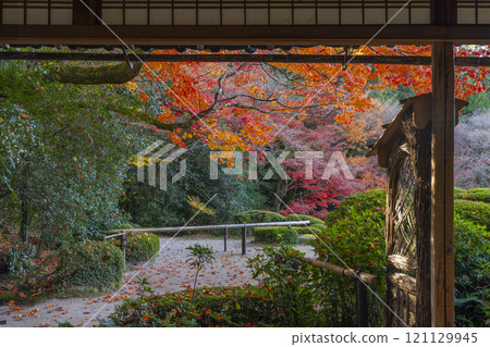 Autumn in Kyoto: Shisendo Hall - Autumn foliage garden seen from Shisen-no-Ma 121129945