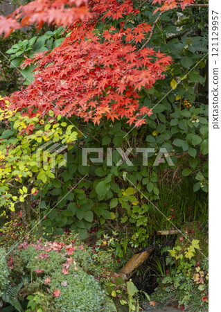 秋天的京都紫仙堂鹿驚嚇被秋葉覆蓋 121129957