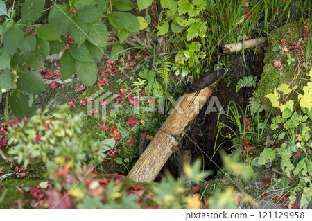 秋天的京都紫仙堂鹿驚嚇被秋葉覆蓋 121129958