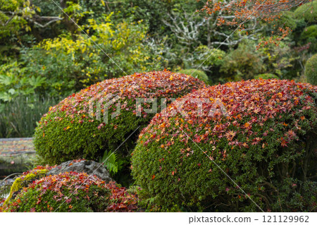 京都的秋天，紫仙堂庭園「百花」 修剪中的楓葉飄落 121129962