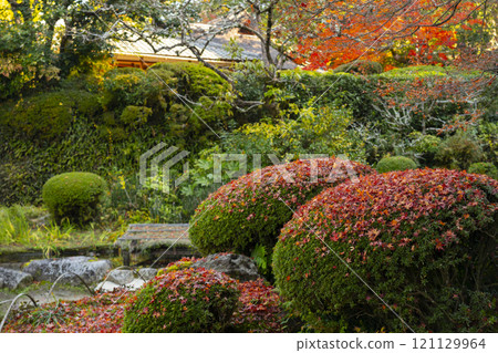 京都的秋天，紫仙堂庭園「百花」 修剪中的楓葉飄落 121129964