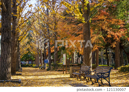 Doho Park in Tsukuba City, with its beautiful rows of yellow ginkgo trees 121130007