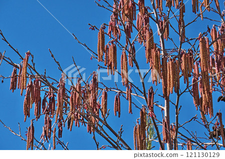 Male inflorescence of mountain alder (spring, March) 121130129