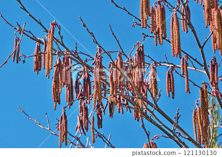 榿木的雄花序（春季，三月） 121130130
