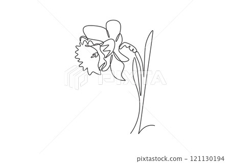 Single one line drawing beauty fresh narcissus for garden logo icon. Printable decorative daffodil flower concept for wedding invitation card. Continuous line draw design graphic vector illustration Single one line drawing beauty fresh narcissus for garden logo icon. Printable decorative daffodil flower concept for wedding invitation card. Continuous line draw design graphic vector illustration 121130194