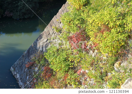 Plants growing in the gaps between the castle's stone walls and stones 121130394