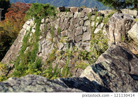 Plants growing in the gaps between the castle's stone walls and stones 121130414