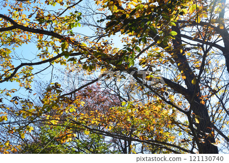 八方原 2024-11-4 #14 121130740