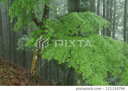 Mt. Myoken: Fresh greenery wet with rain 121130766