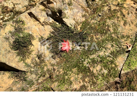 A red maple leaf that has fallen and become stuck on a mossy rocky slope A red maple leaf that has fallen and become stuck on a mossy rocky slope 121131231