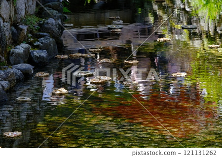 The floats for general worship at Shimogamo Shrine The floats for general worship at Shimogamo Shrine 121131262
