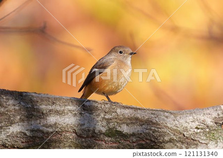 A Daurian redstart enveloped in orange A Daurian redstart enveloped in orange 121131340