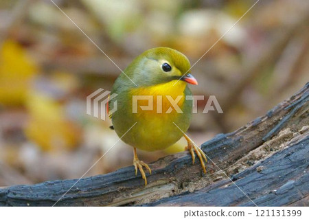 A red-breasted bush warbler with clear eyes A red-breasted bush warbler with clear eyes 121131399