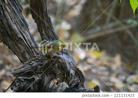 一隻蝴蝶在死樹上玩耍 121131425