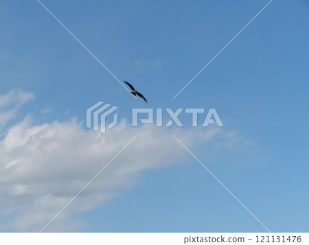 鳥的天空 鳥的天空 121131476