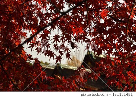 北野天滿宮,被鮮紅的楓樹包圍的主神社【國寶】 北野天滿宮,被鮮紅的楓樹包圍的主神社【國寶】 121131491