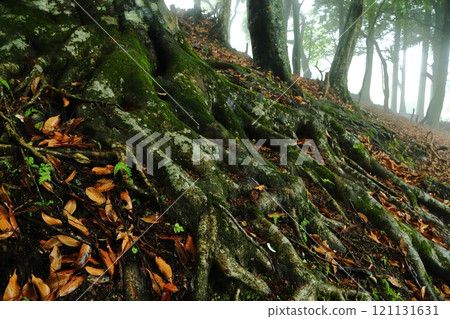 Beech tree roots 121131631