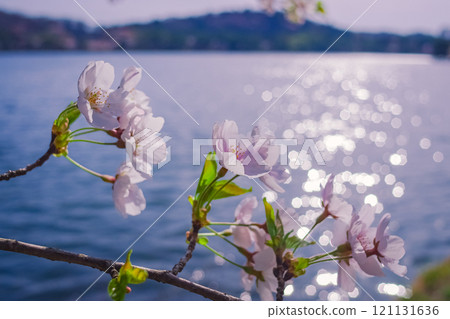 Spring at Nanko Park, Shirakawa City, Fukushima Prefecture Spring at Nanko Park, Shirakawa City, Fukushima Prefecture 121131636