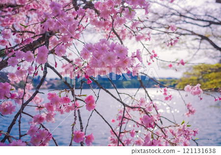 福島縣白河市南港公園的春天 121131638