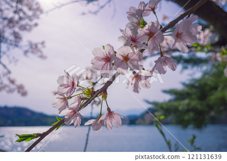 Spring at Nanko Park, Shirakawa City, Fukushima Prefecture 121131639