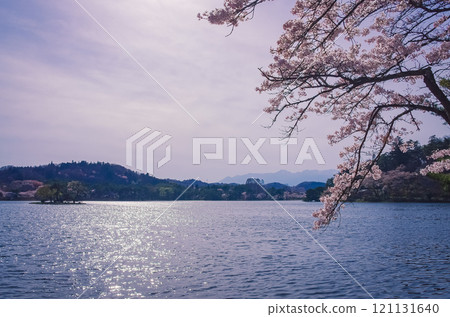 福島縣白河市南港公園的春天 121131640