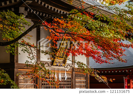 紅葉(高尾山藥王院) 紅葉(高尾山藥王院) 121131675