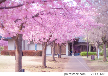 Kawazu cherry blossoms and white magnolia at Utsunomiya Castle Ruins Park, Utsunomiya City, Tochigi Prefecture Kawazu cherry blossoms and white magnolia at Utsunomiya Castle Ruins Park, Utsunomiya City, Tochigi Prefecture 121131685