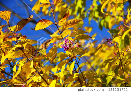 Berry tree nut 121131721