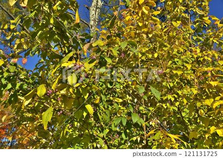 Berry tree nut 121131725