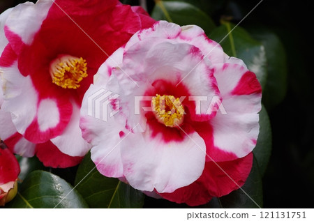 紅白山茶花（Iwane Shibori） 121131751