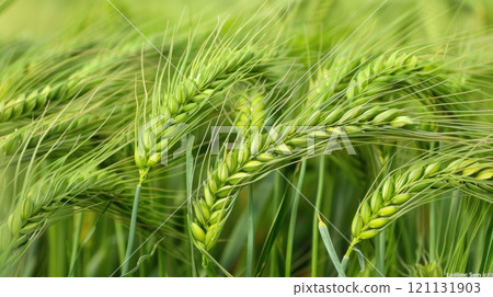 Wall barley plant. Generative AI Wall barley plant. Generative AI 121131903