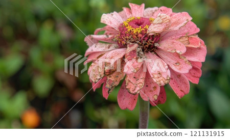 Withered pink flower. Generative AI 121131915