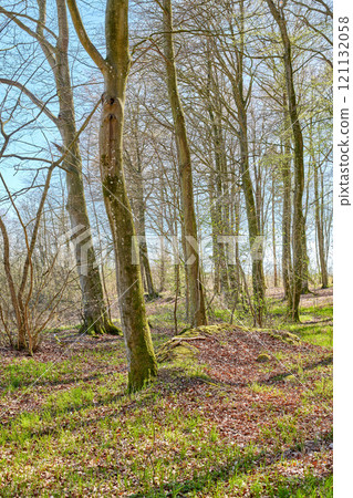 Quiet lonely forest on a fresh sunny morning, tall trees growing in a willd woodland. Quiet, peaceful nature in harmony with zen and soothing ambience. Tranquil, quiet wood landscape with copyspace Quiet lonely forest on a fresh sunny morning, tall trees growing in a willd woodland. Quiet, peaceful nature in harmony with zen and soothing ambience. Tranquil, quiet wood landscape with copyspace 121132058