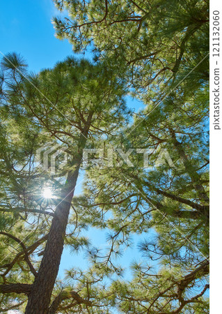 Low angle of pine trees in a forest against a bright blue background with a sun flare. Tall coniferous evergreen plants in boreal woods with sunshine in Spain. Peaceful nature scene in Canary Islands 121132060