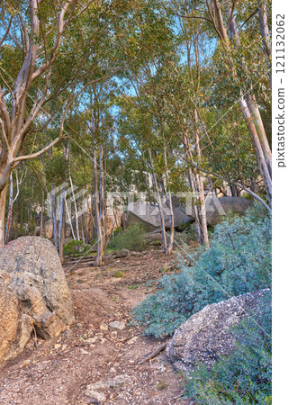 An empty hiking spot in a mountain forest. Below of tall green trees in nature with lots of bushes near a stony or rock path on a slope of Table Mountain National Park, Cape Town, South Africa An empty hiking spot in a mountain forest. Below of tall green trees in nature with lots of bushes near a stony or rock path on a slope of Table Mountain National Park, Cape Town, South Africa 121132062