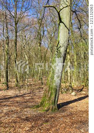 Leafless trees in a forest with a bit of regrowth developing in early spring. Landscape of lots of tree trunks covered in moss and branches in a wild undisturbed nature environment Leafless trees in a forest with a bit of regrowth developing in early spring. Landscape of lots of tree trunks covered in moss and branches in a wild undisturbed nature environment 121132063